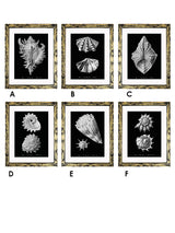 Láminas Decorativas 'Caracolas Naturales Sobre Negro'
