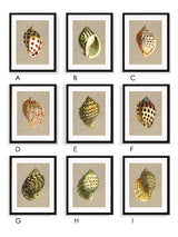 Láminas Decorativas de Arte 'Caracolas Naturales'