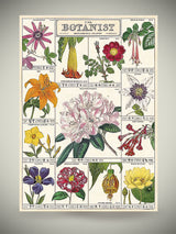 Papel Poster & Wrap 'Botanist' - Cavallini & Co