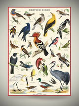 Papel Poster & Wrap 'British Birds' - Cavallini & Co