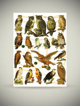 Hoja Cromos Alemanes 'Búhos y Águilas'