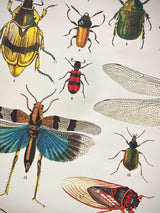 Papel Poster & Wrap 'Bugs & Insects' - Cavallini & Co
