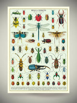 Papel Poster & Wrap 'Bugs & Insects' - Cavallini & Co