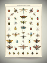 Paper Poster & Wrap 'Natural History Insects' - Cavallini & Co