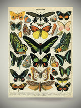 Papel Poster & Wrap 'Butterflies' - Cavallini & Co