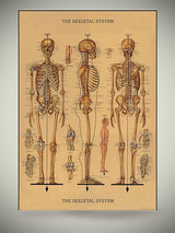 Papel Poster & Wrap 'Skeleton' - Cavallini & Co