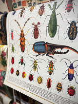 Papel Poster & Wrap 'Bugs & Insects' - Cavallini & Co