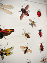 Paper Poster & Wrap 'Natural History Insects' - Cavallini & Co