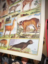Paper Poster & Wrap 'Animal World' - Cavallini & Co