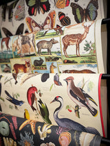Paper Poster & Wrap 'Animal World' - Cavallini & Co