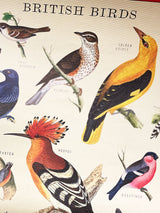 Papel Poster & Wrap 'British Birds' - Cavallini & Co