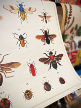 Paper Poster & Wrap 'Natural History Insects' - Cavallini & Co