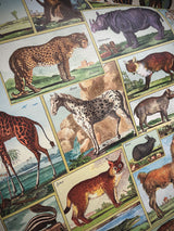 Paper Poster & Wrap 'Animal World' - Cavallini & Co