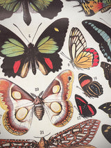 Papel Poster & Wrap 'Butterflies' - Cavallini & Co