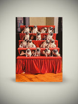 Postal de Felicitación 'Group Portrait, Pugs' - Neal Slavin 1994