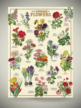 Papel Poster & Wrap 'Language of Flowers' - Cavallini & Co