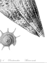 Láminas Decorativas 'Caracolas Naturales Sobre Blanco'