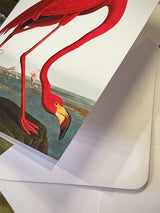 tarjeta-greater-flamingo-natural-history-museum