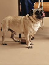 Collar Para Perro 'Natural' - Pequeño