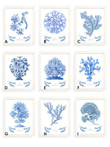 comprar-cuadros-corales-y-algas-azules-enmarcadas