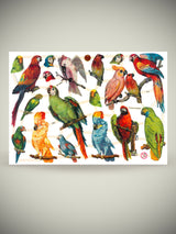 Hoja Cromos Alemanes 'Paraíso de Loros'