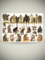 Hoja Cromos Alemanes 'Paraíso de Monos'