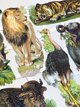 Hoja Cromos Alemanes 'Safari Animal'