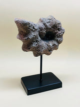 Réplica Decorativa 'Caracola' sobre Peana