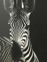 Lámina Enmarcada ‘Cebra’ 50x70 cm