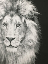 Lámina Enmarcada 'León' - 50x70 cm