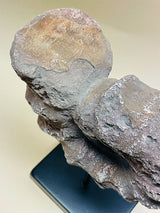 Réplica Decorativa 'Caracola' sobre Peana