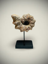 Réplica Decorativa 'Caracola' sobre Peana