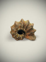 Réplica Decorativa 'Caracola'