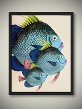 Láminas Enmarcadas 'Peces’ - 40X50