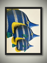Láminas Enmarcadas 'Peces’ - 40X50