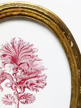 Miniatura Ovalada 'Seaweed Algae'