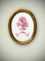 Miniatura Ovalada 'Seaweed Algae'