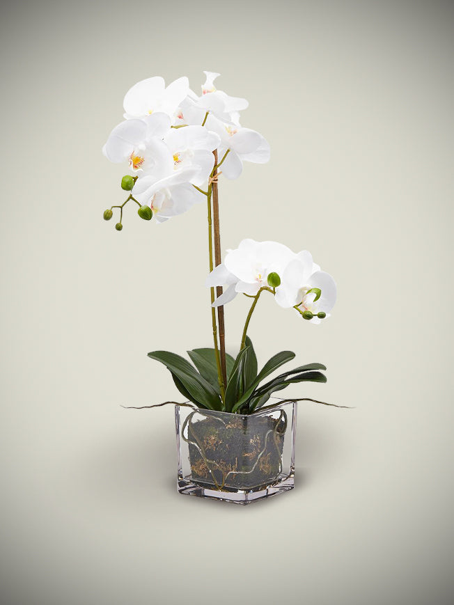 Orquídea Blanca en Jarrón de Cristal 'Phalaenopsis