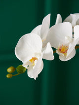 Orquídea Blanca en Jarrón de Cristal 'Phalaenopsis'