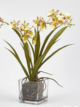 Orquídea en Jarrón de Cristal 'Oncidium' - Amarillo