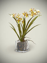 Orquídea en Jarrón de Cristal 'Oncidium' - Amarillo