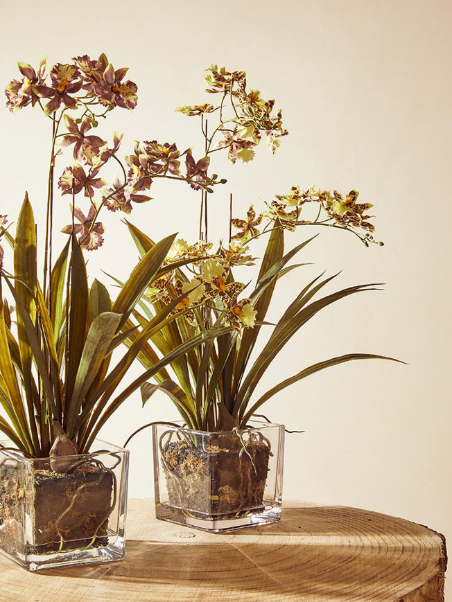 Orquídea en Jarrón de Cristal 'Oncidium' - Amarillo