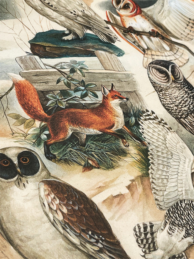 Papel Envoltorio 'Fox & Owl' - 100x70 cm