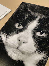 Postal 'Cat' - Walter Schels 1992