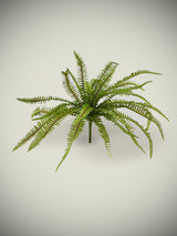 Helecho Decorativo 'Baker' 40 cm