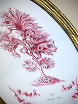 Miniatura Ovalada 'Seaweed Algae'