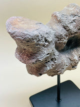 Réplica Decorativa 'Caracola' sobre Peana