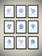 set-corales-azules-de-ernst-haeckel