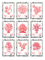 Láminas Decorativas 'Corales y Algas Rojos'