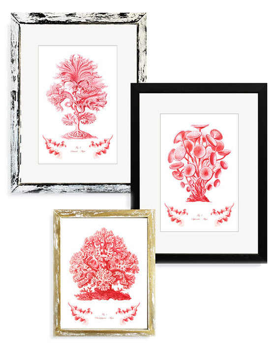 Láminas Decorativas 'Corales y Algas Rojos'